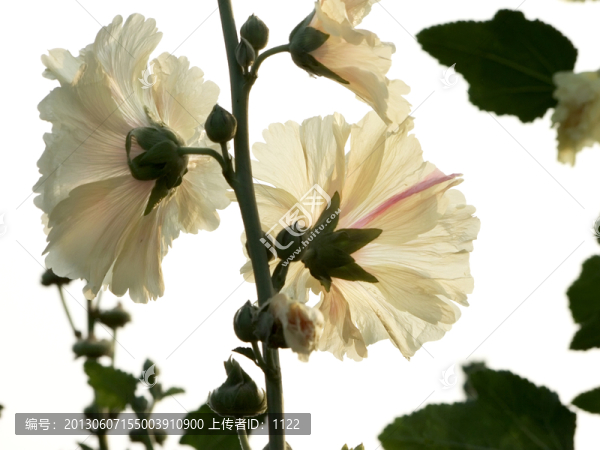 蜀葵