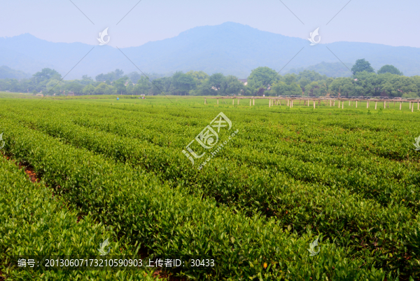 杭州的茶園