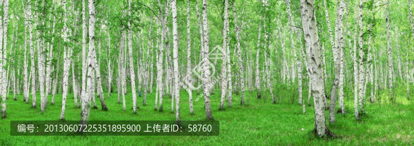 白樺林