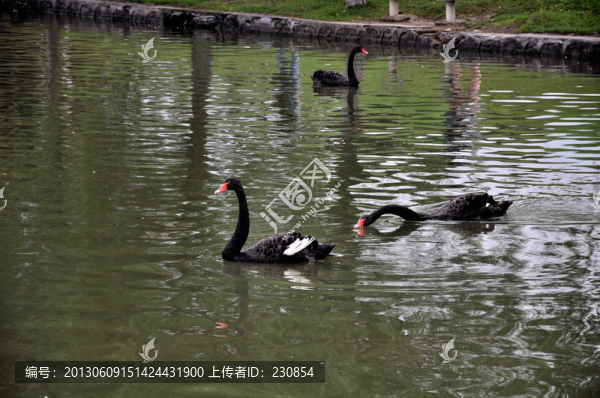 黑天鵝,動(dòng)物