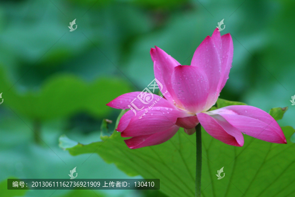 雨荷