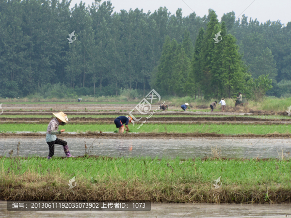 插秧的農(nóng)民們