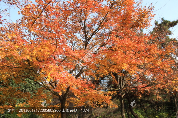 公園秋色