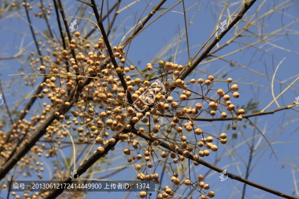 公園秋色