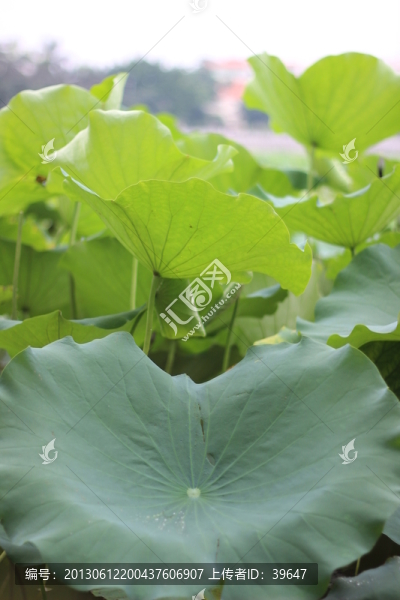 荷花池
