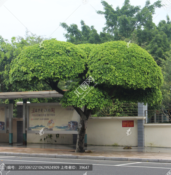 林木造型