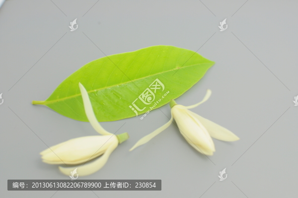 白蘭花,綠葉