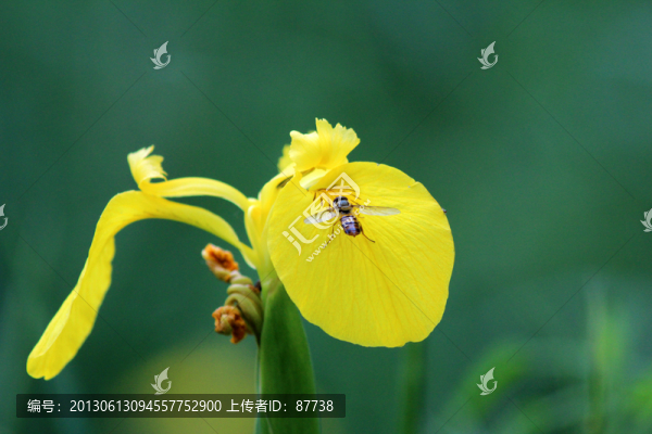 美人蕉