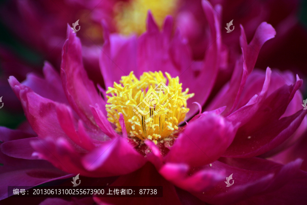 芍藥花