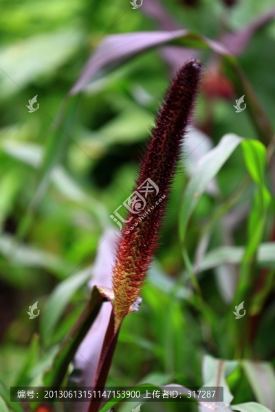 紫色花草