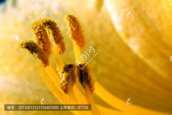 花蕊