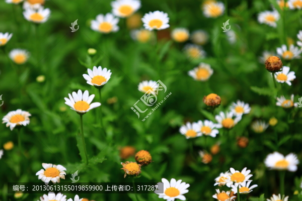 小雛菊