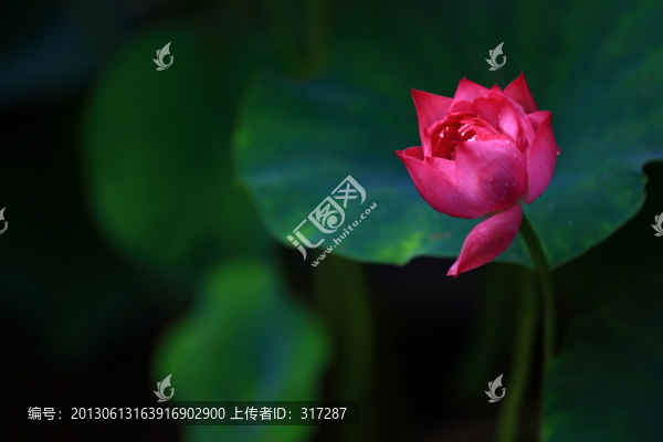 荷花