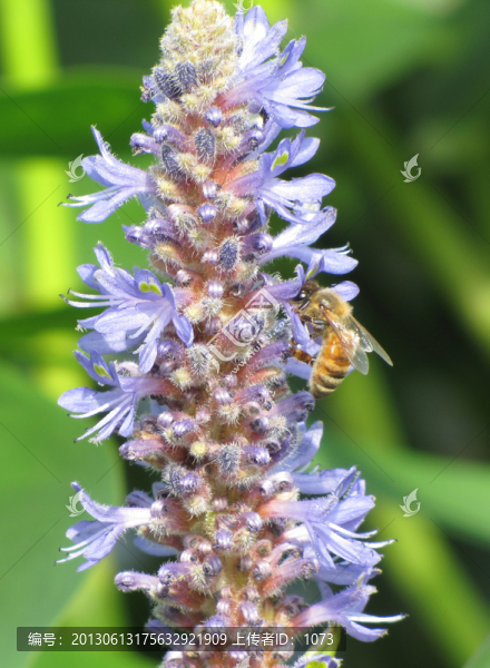 梭魚草開花,蜜蜂