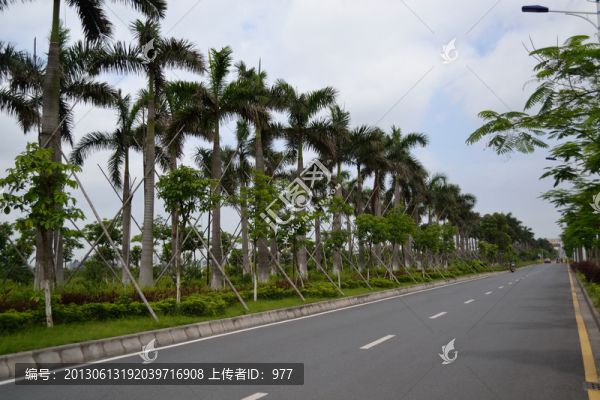 椰樹(shù),公路,道路,綠化