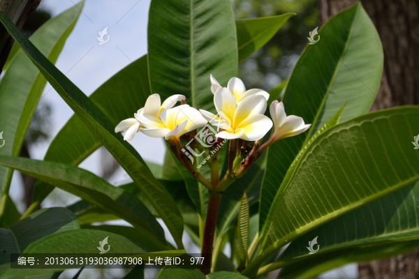 雞蛋花