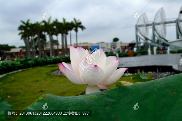荷花,荷葉,蓮花,荷花世界,花