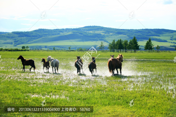 馬踏水花