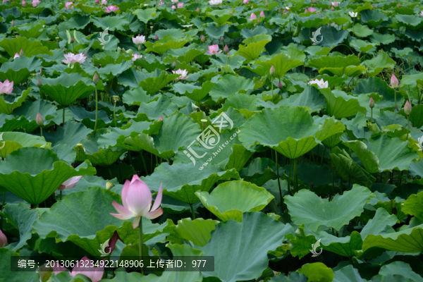 荷花,荷葉,蓮花,荷花世界,花
