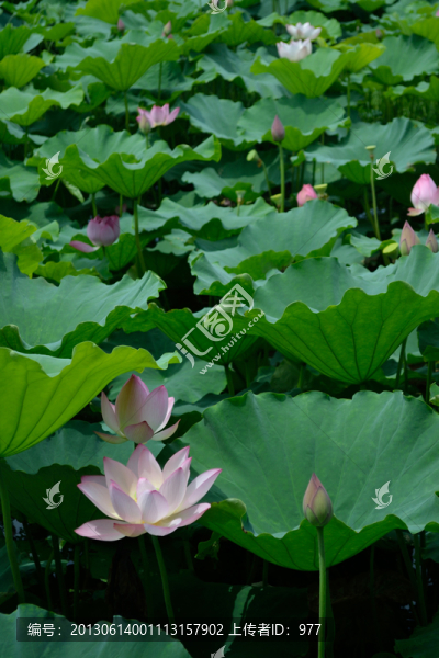 荷花,荷葉,蓮花,荷花世界,花