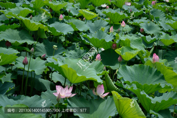 荷花,荷葉,蓮花,荷花世界,花