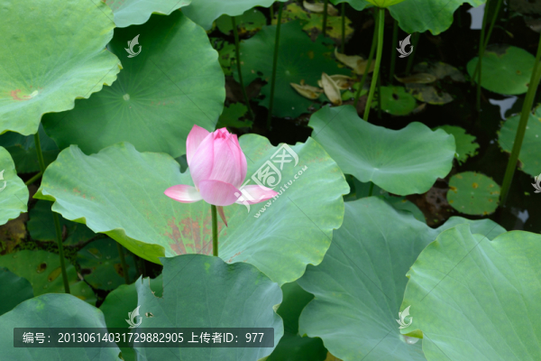 荷花,荷葉,蓮花,荷花世界