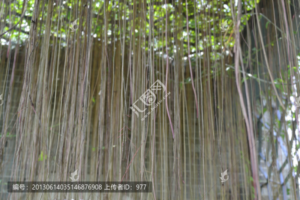 樹藤,枝條