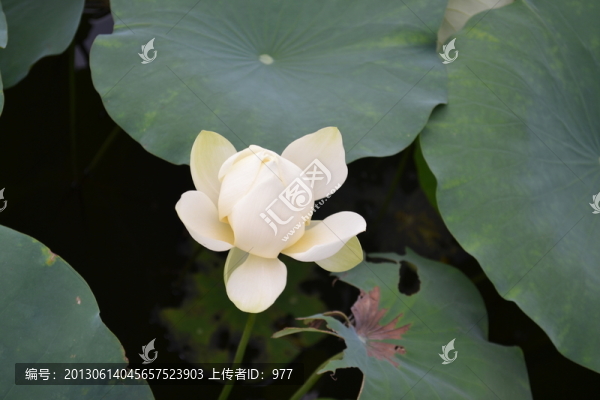 荷花,荷葉,蓮花,荷花世界