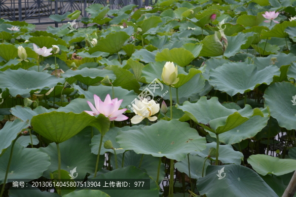 荷花,荷葉,蓮花,荷花世界