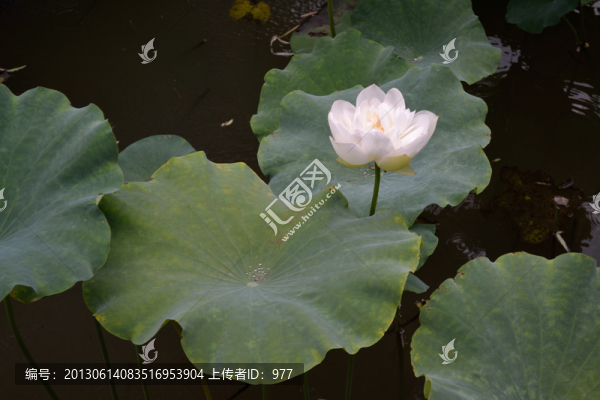 荷花,荷葉,蓮花,荷花世界