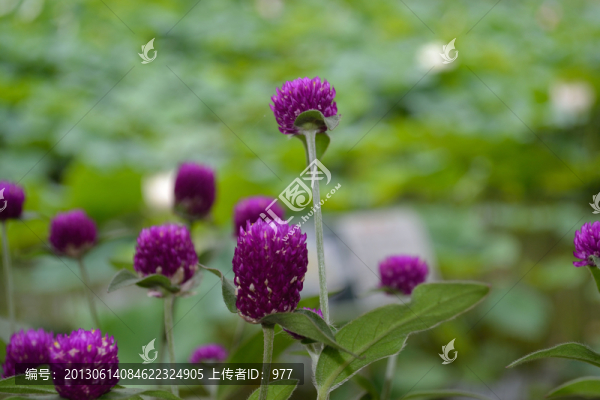 鮮花,小花,花朵