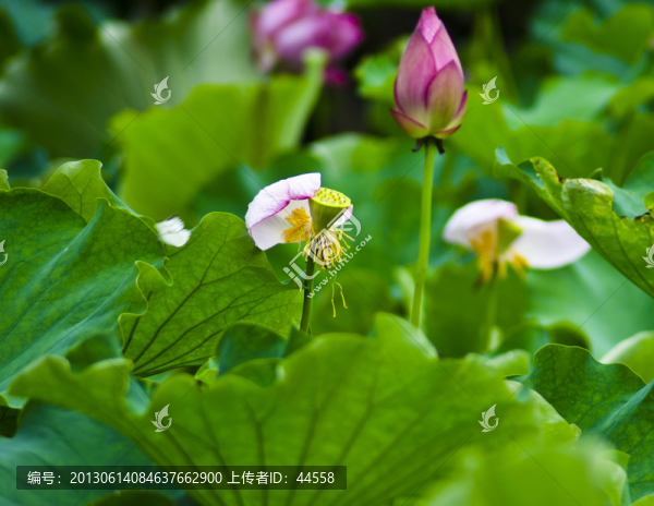 荷花
