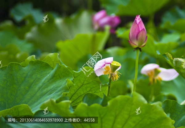 荷花
