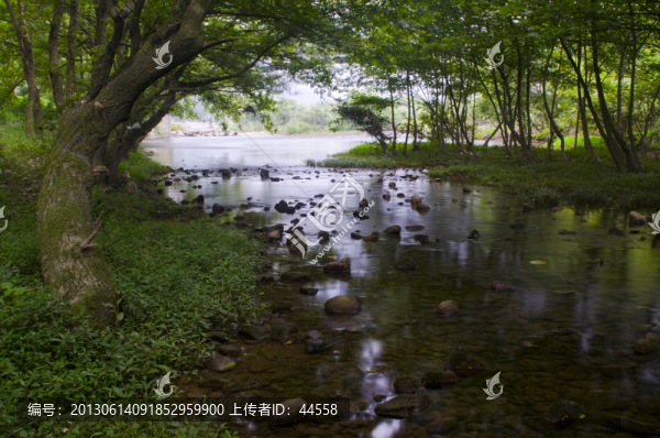 樹林