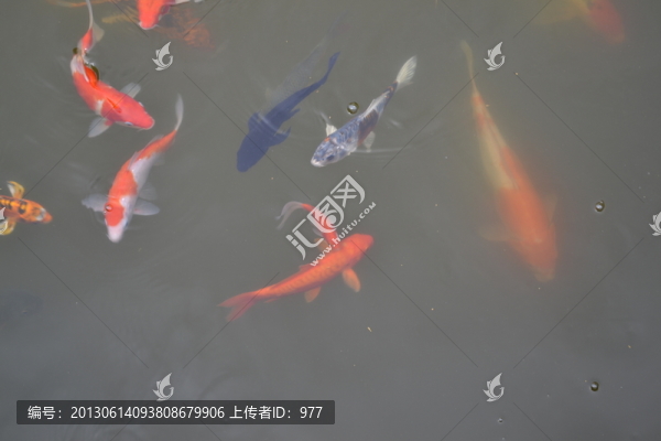 魚,鯉魚,錦鯉