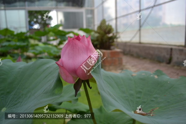 荷花,荷葉,蓮花,荷花世界