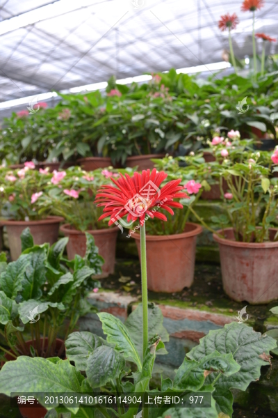 生態(tài)園,花,綠葉,鮮花,盆景