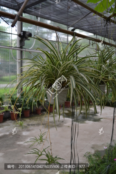 生態(tài)園,花草,,植物,,蘭花