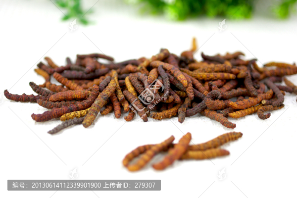 冬蟲(chóng)夏草