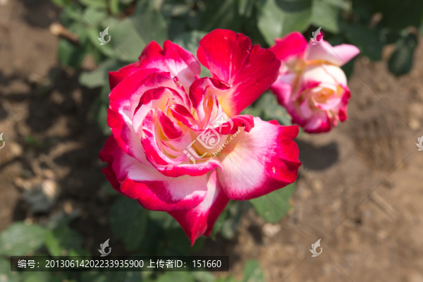 紅色月季花開(kāi)