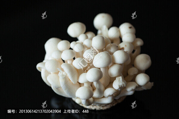 蘑菇