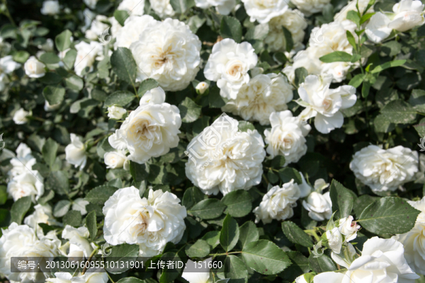 白色月季花叢