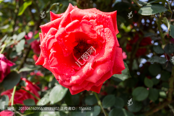 紅色月季花開