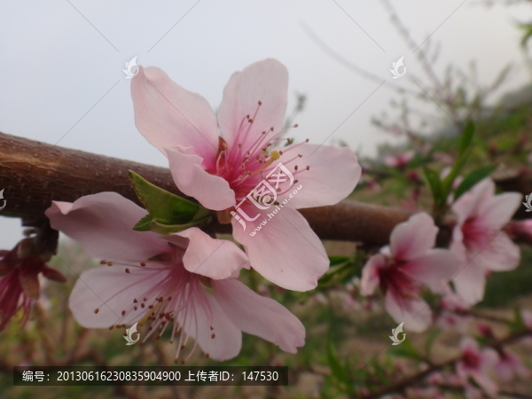 桃花朵朵
