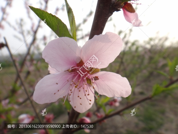 桃花