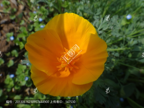 黃花蕊