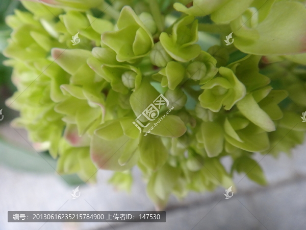 海仙花