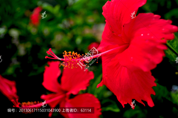 大紅花,扶桑
