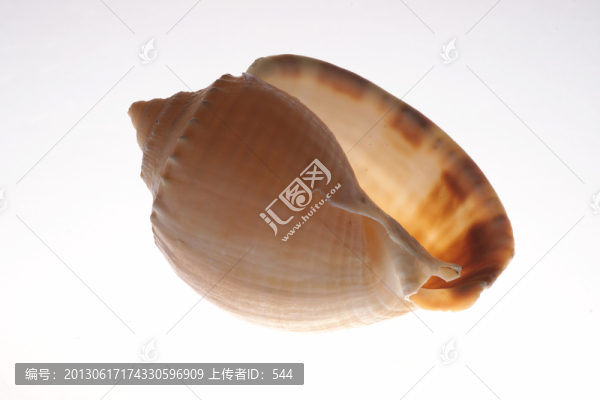 海螺