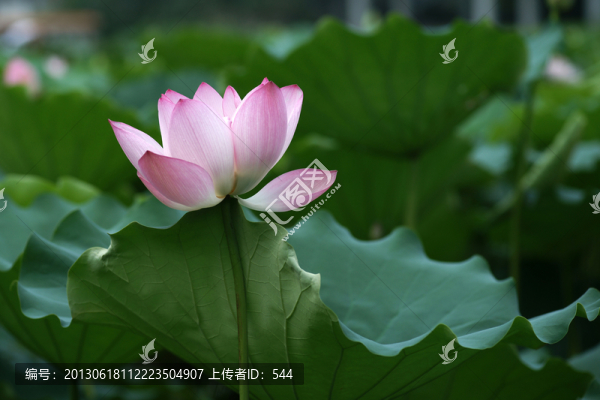 荷花